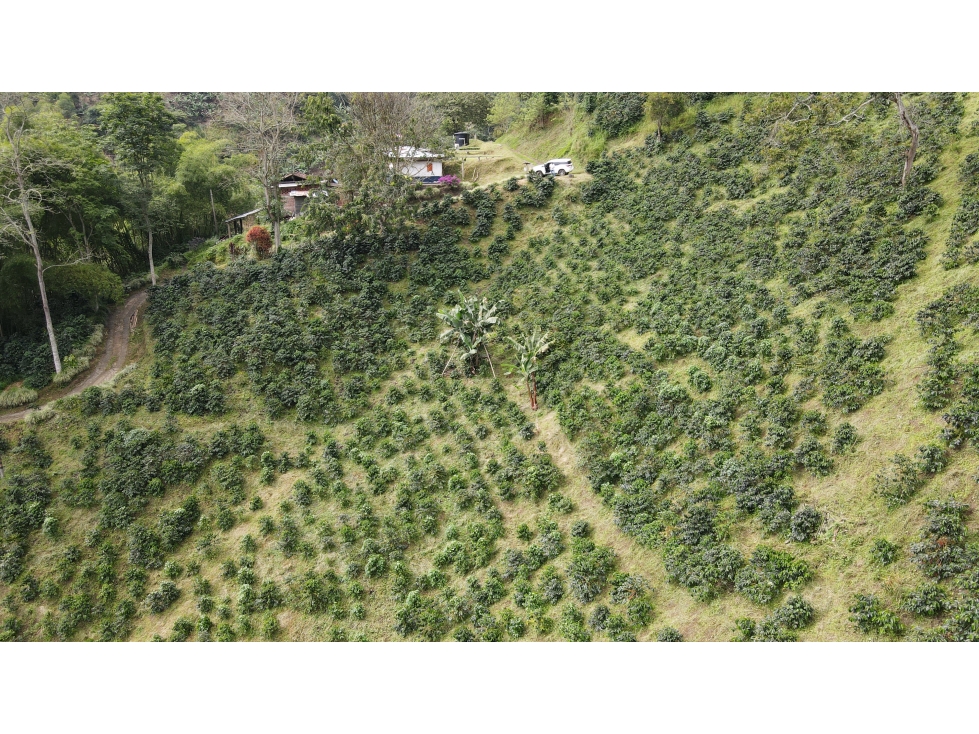VENTA DE FINCA EN PIJAO, QUINDÍO, COLOMBIA - 4