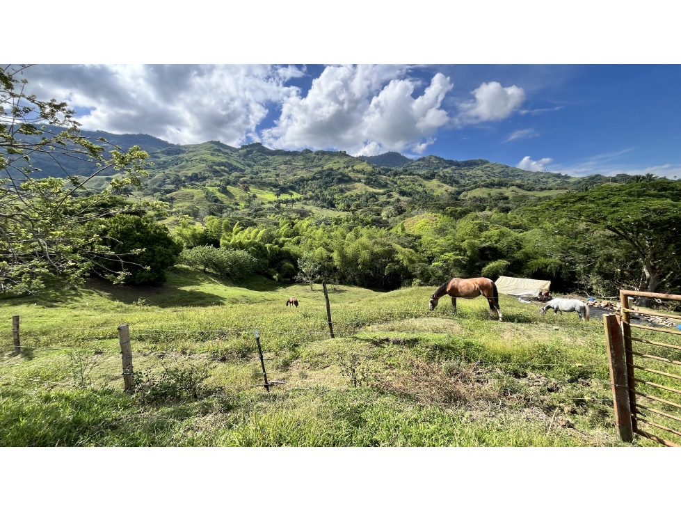 VENTA DE FINCA GANADERA EN OBANDO, VALLE, COLOMBIA - 5