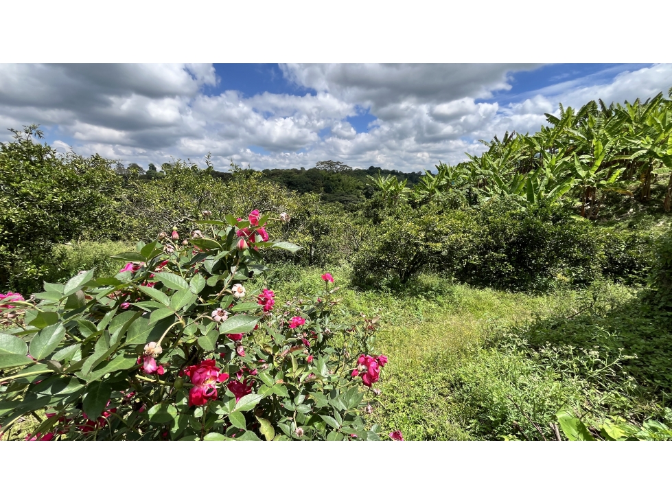 VENTA DE FINCA EN BUENAVISTA, QUINDÍO, COLOMBIA - 4