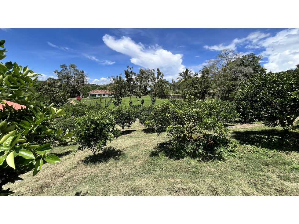 VENTA DE FINCA EN BUENAVISTA, QUINDÍO, COLOMBIA - 6