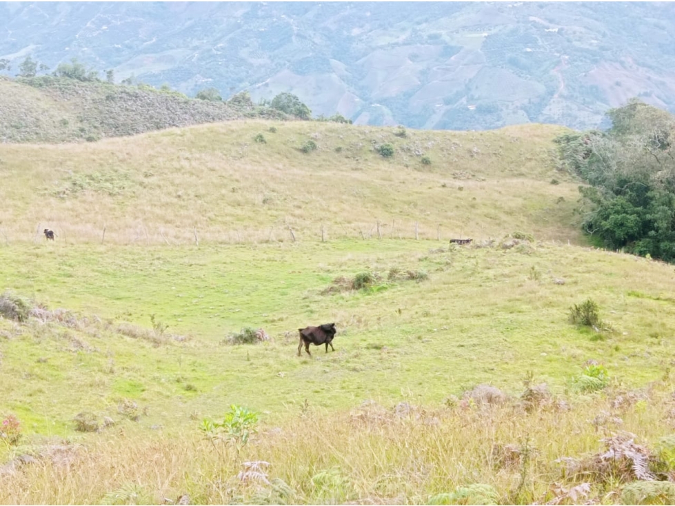 venta de finca en abejorral - 6
