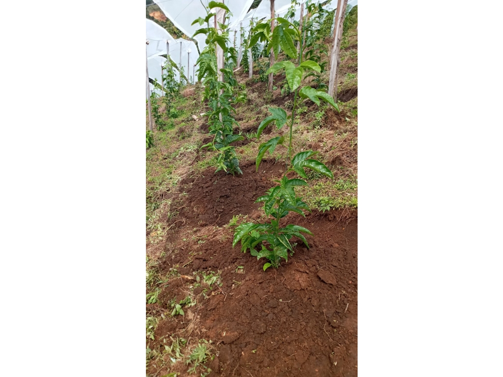 venta de finca en abejorral - 2