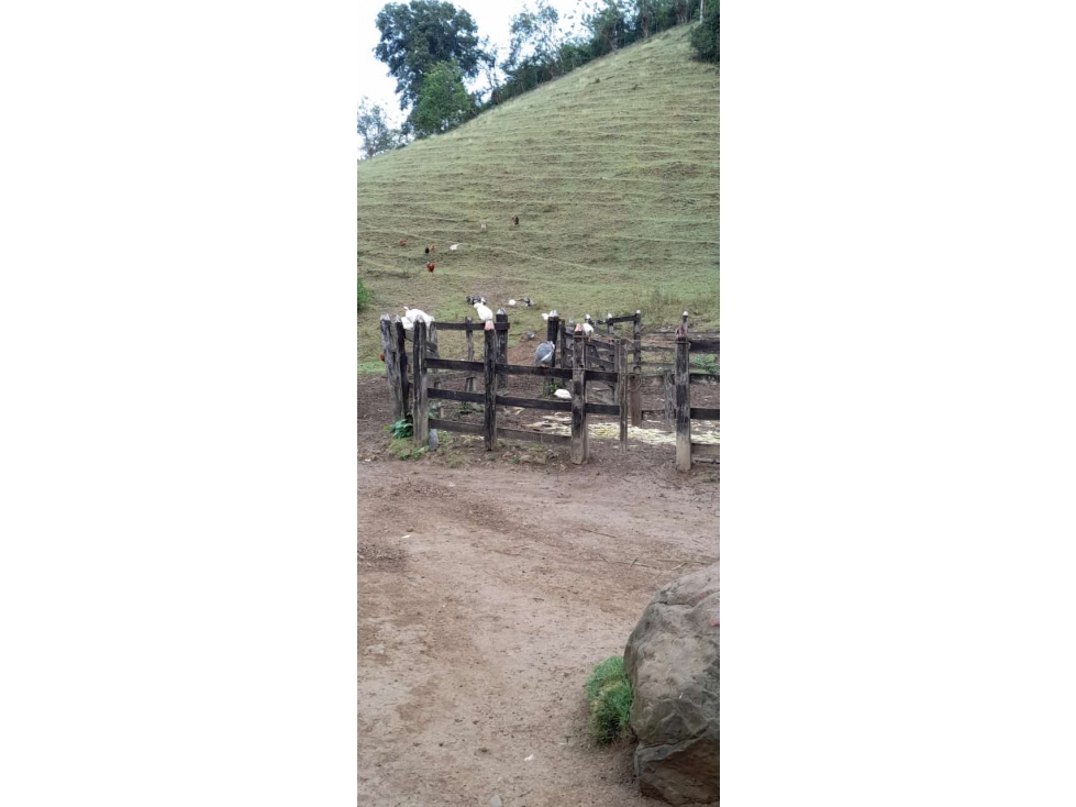 FINCA EN VENTA EN EL CORREGIMIENTO PUEBLO BUJO, VDA EL BALSAL- CORDOBA — foto 3