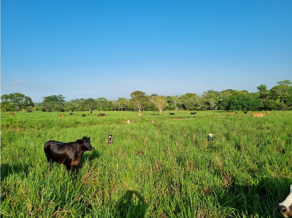 FINCA EN VENTA EN CIENAGA DE ORO - CORDOBA - 3