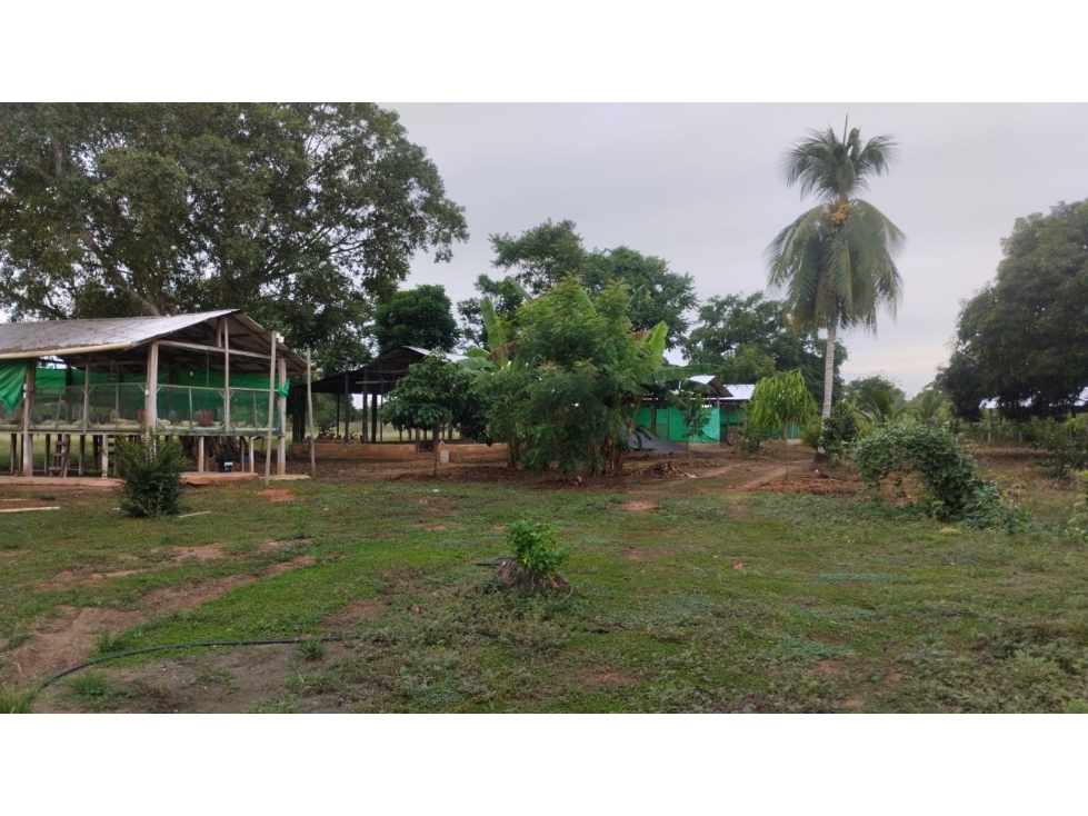 FINCA DE 5 HECTAREAS EN VENTA EN MONTERIA- VEREDA LETICIA — foto 2