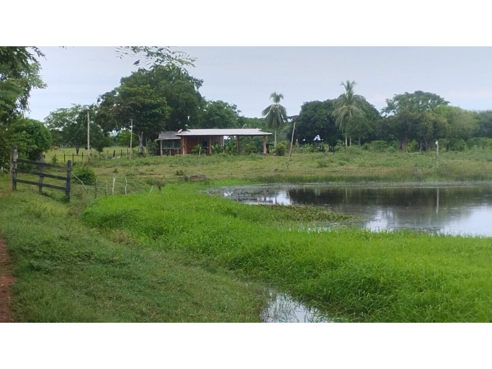 FINCA DE 5 HECTAREAS EN VENTA EN MONTERIA- VEREDA LETICIA — foto 3