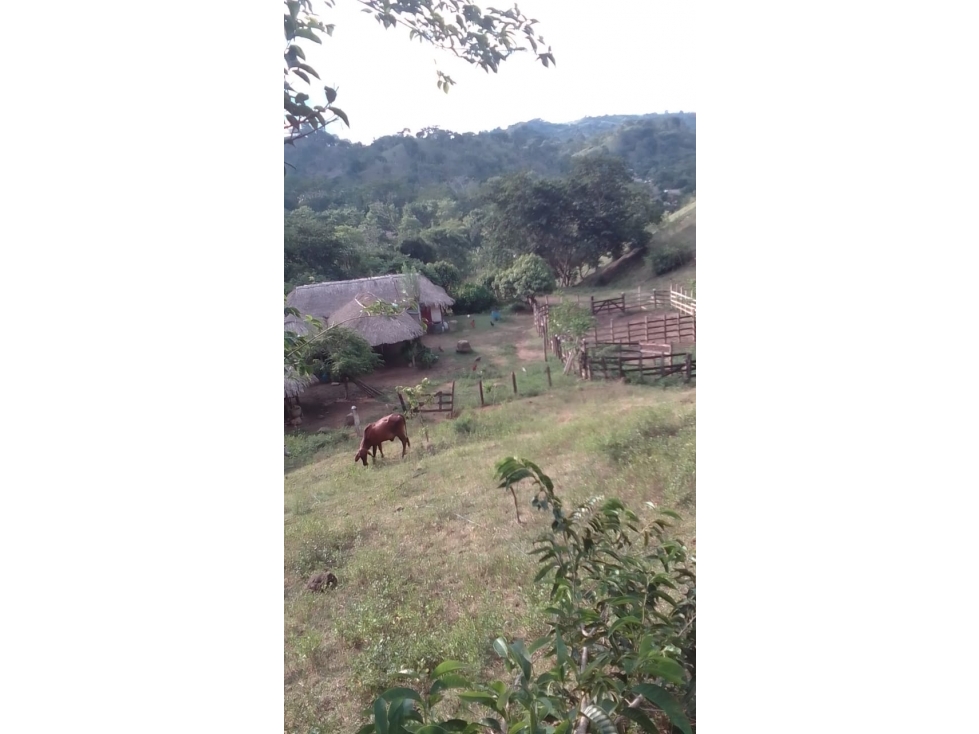 FINCA EN VENTA EN EL CORREGIMIENTO PUEBLO BUJO, VDA EL BALSAL- CORDOBA — foto 2