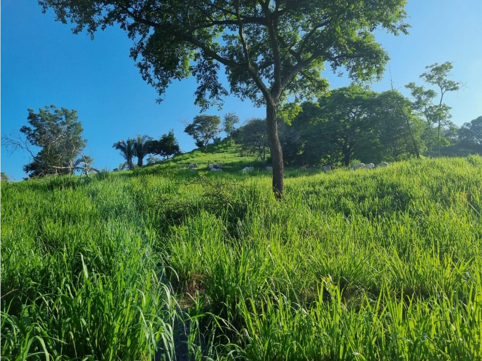 FINCA EN VENTA EN CIENAGA DE ORO - CORDOBA - 4