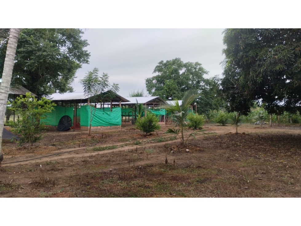 FINCA DE 5 HECTAREAS EN VENTA EN MONTERIA- VEREDA LETICIA — foto 5