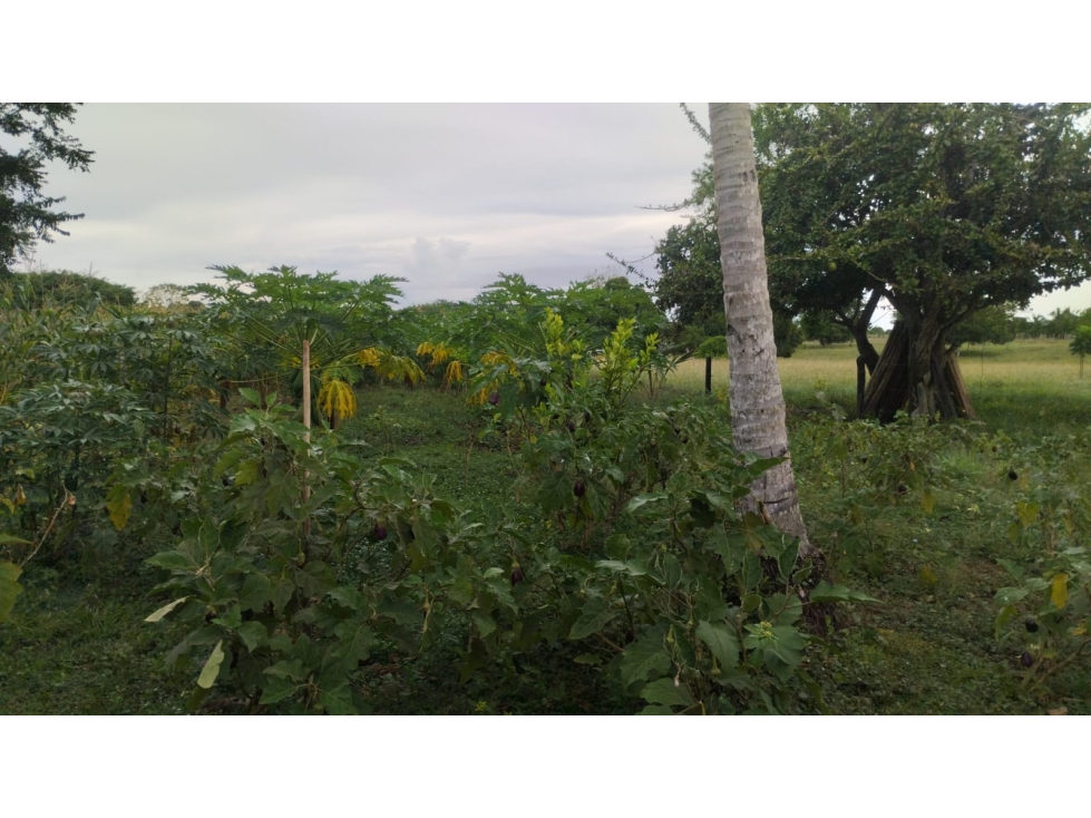 FINCA DE 5 HECTAREAS EN VENTA EN MONTERIA- VEREDA LETICIA — foto 4