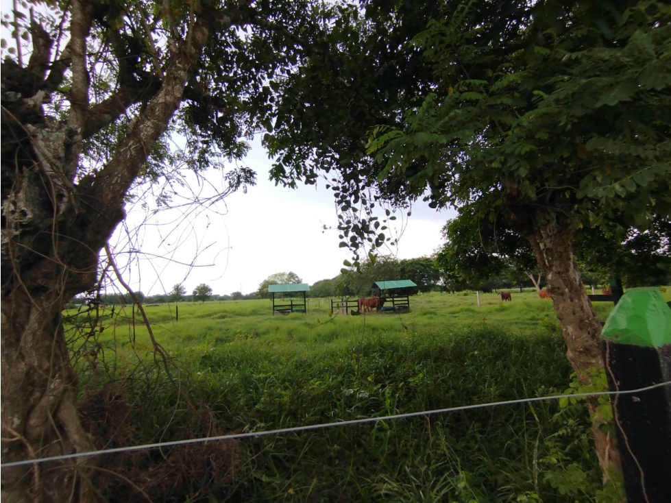 PROYECTO DE LOTES CAMPESTRES DE 1000 M2 VIA SABANAL - MONTERIA — foto 3