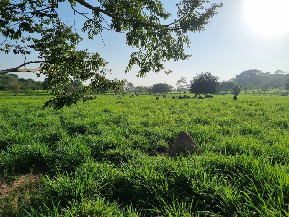 FINCA EN VENTA EN CIENAGA DE ORO - CORDOBA - 6