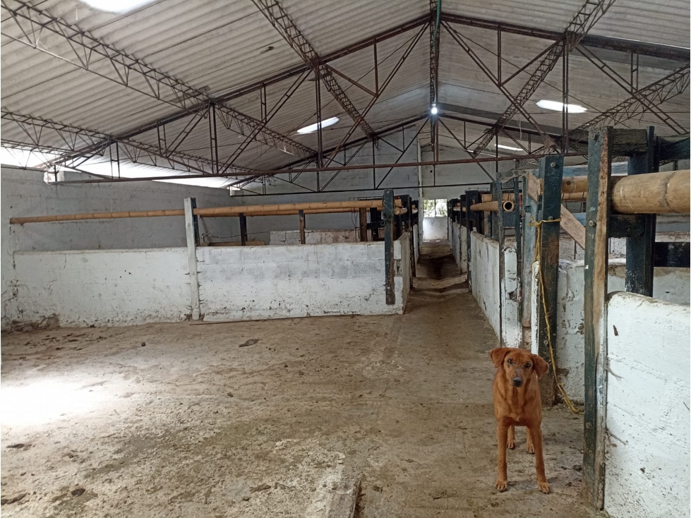 Venta Finca Productiva en Guarne con 3 lotes y quebrada natural — foto 6