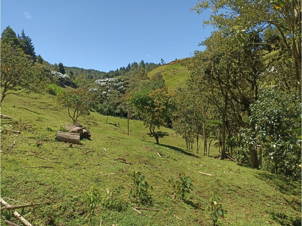 Venta Finca Productiva con Potencial de Desarrollo Guarne, Antioquia — foto 5