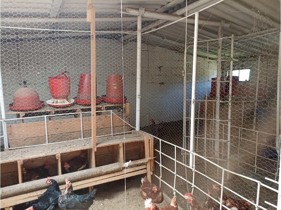 Venta Finca Productiva con Potencial de Desarrollo Guarne, Antioquia — foto 6