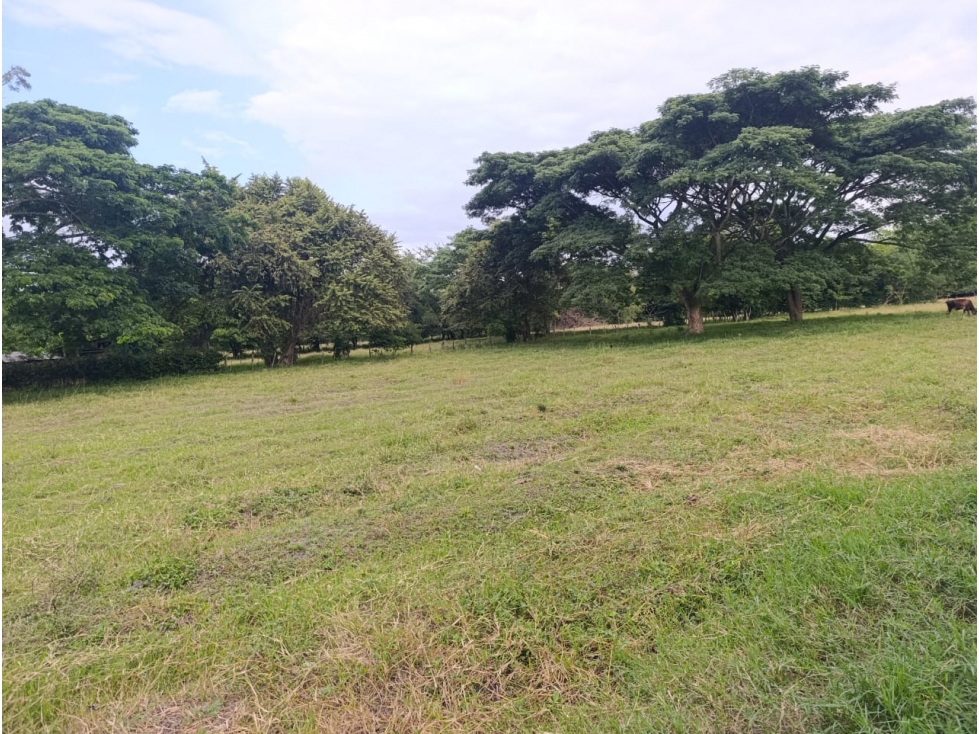 SE VENDE FINCA LA URIBE SOBRE DOBLE CALZADA BUGALAGRANDE - 4