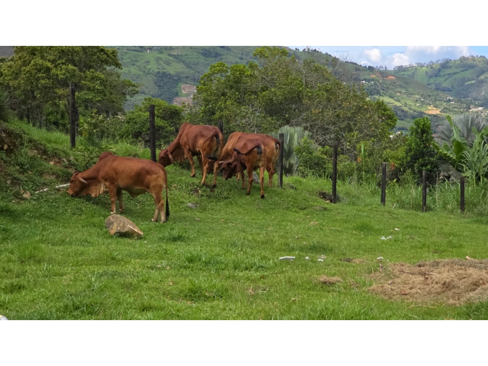VENTA ESPECTACULAR FINCA CON PISCINA EN COPACABANA - ANTIOQUIA. — foto 6