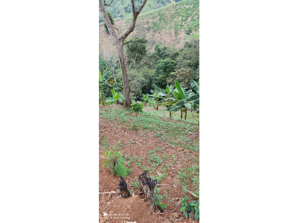 Venta Finca Vereda San Juan, Mariquita - 2