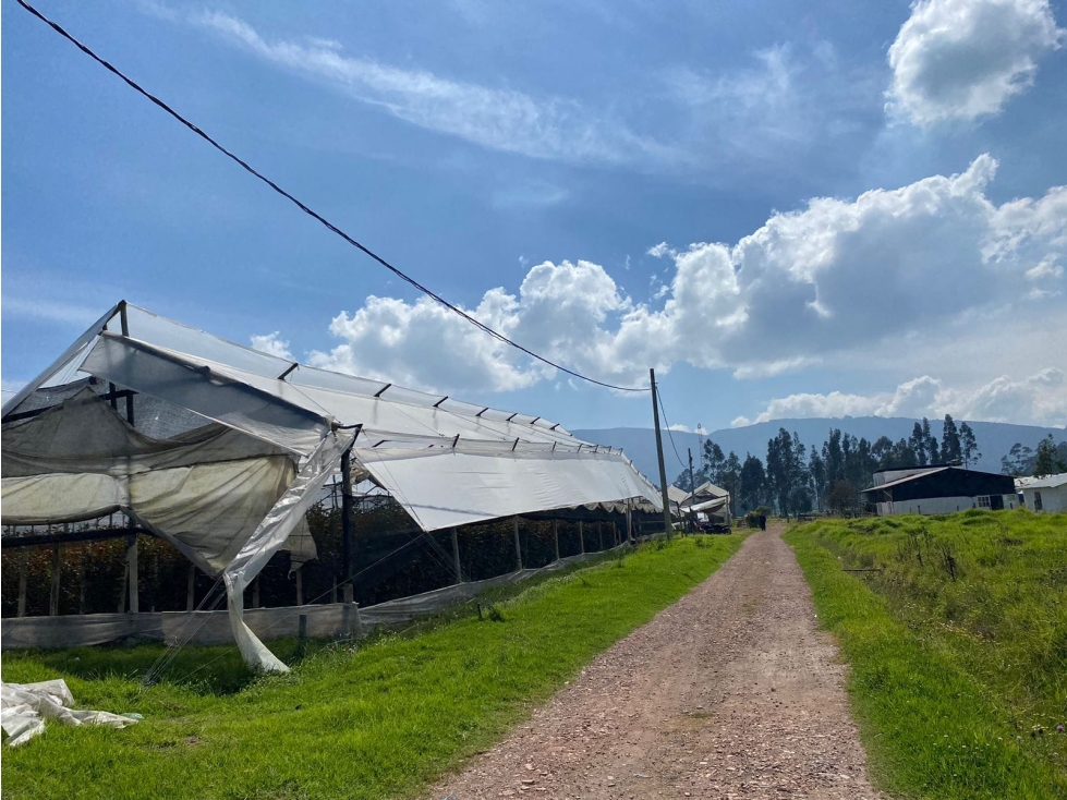 Venta finca productiva con cultivo de Rosas, Cogua - 5