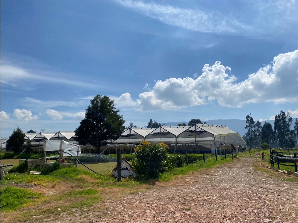 Venta finca productiva con cultivo de Rosas, Cogua - 6