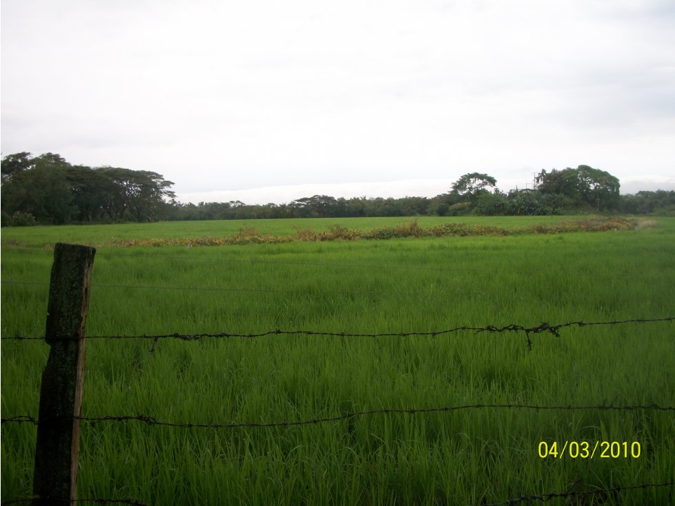 Oportunidad Venta Finca, Guamo - 1