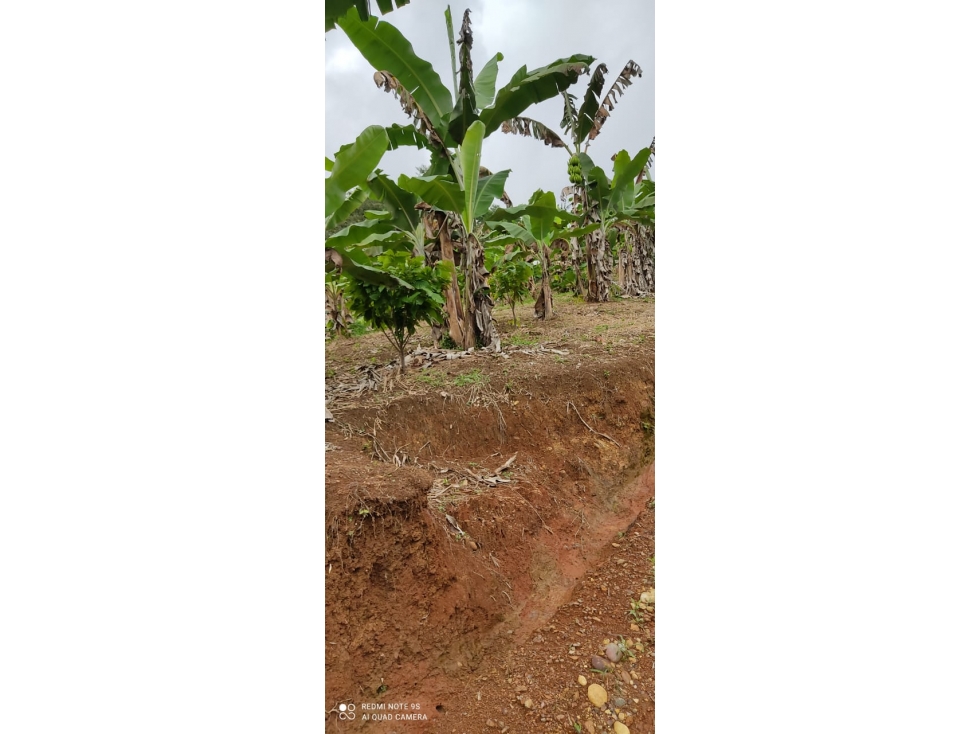 Venta Finca Vereda San Juan, Mariquita - 5