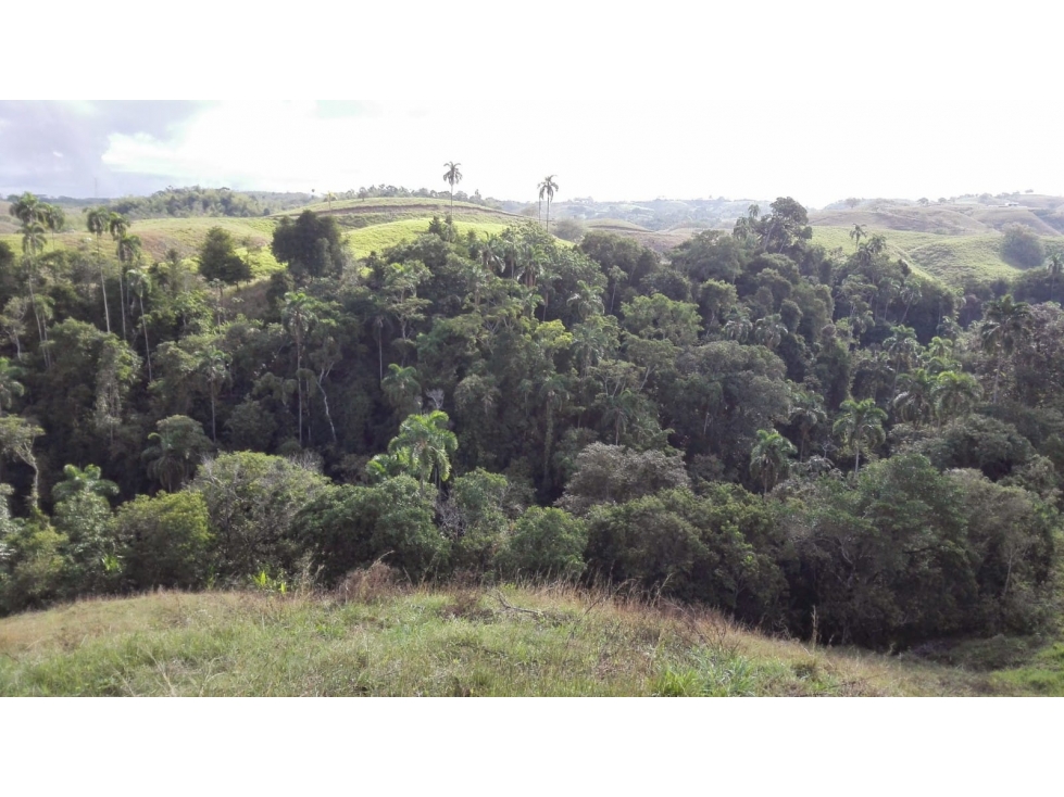 Venta de Lotes en Cerritos, Pereira