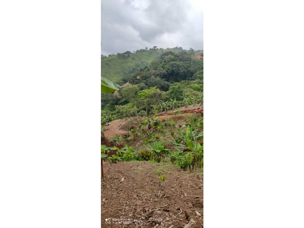 Venta Finca Vereda San Juan, Mariquita - 6