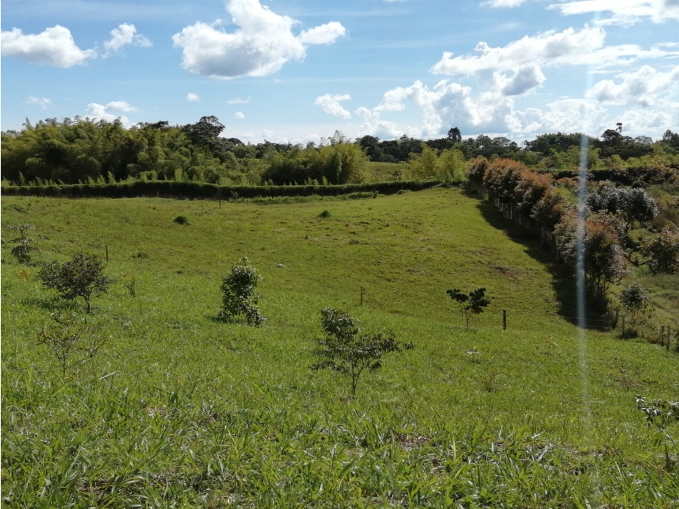 VENTA FINCA VEREDA LA JULIA FILANDIA QUINDÍO - 2