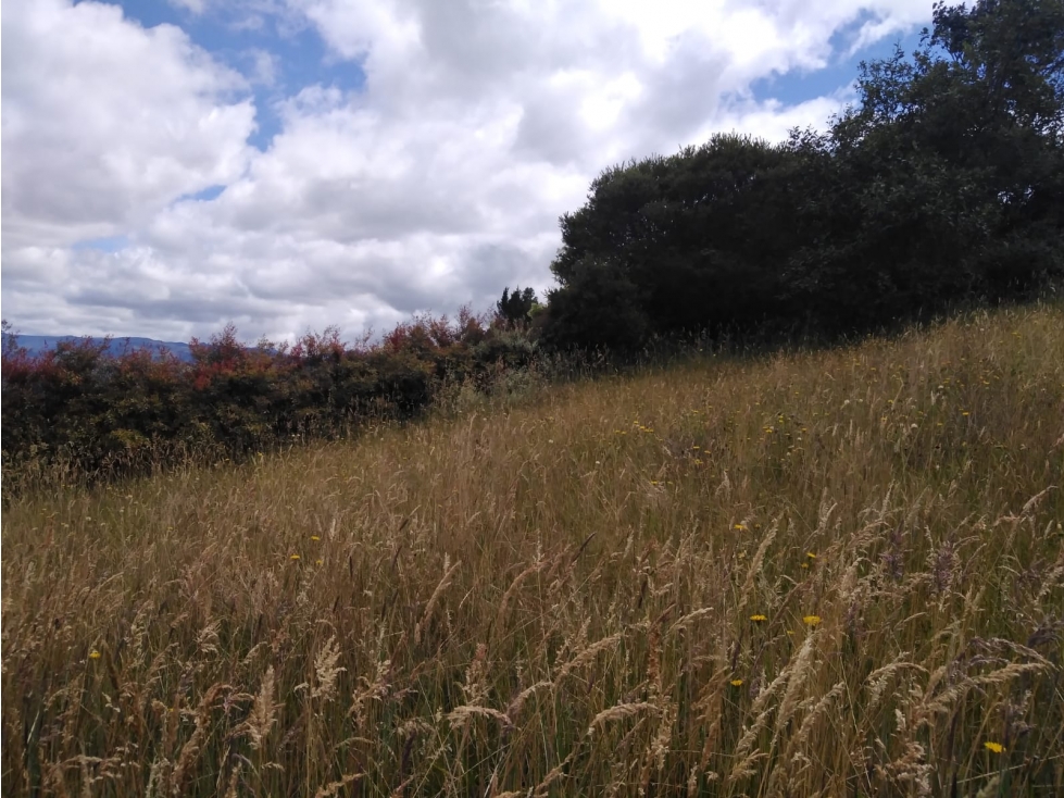 Lote Yerbabonita Bosque Nativo - 2200 M2- Estrato 4 — foto 6