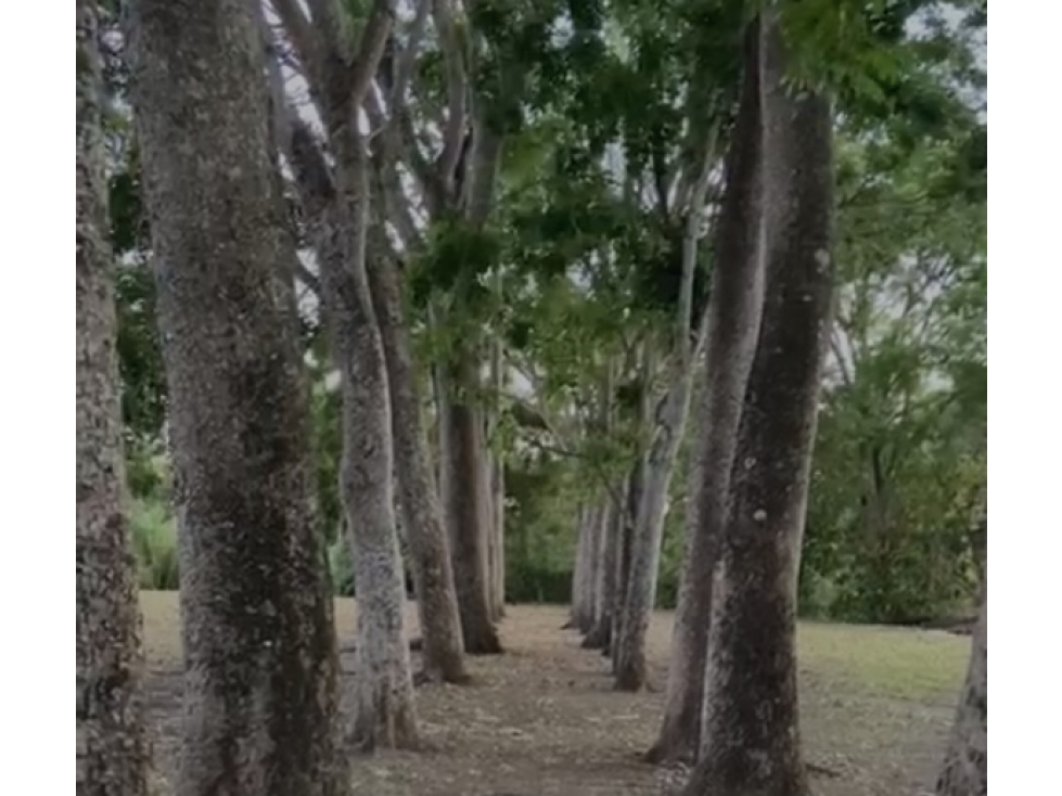 VENTA TERRENO EN CHAME 2 HECTÁREAS — foto 3