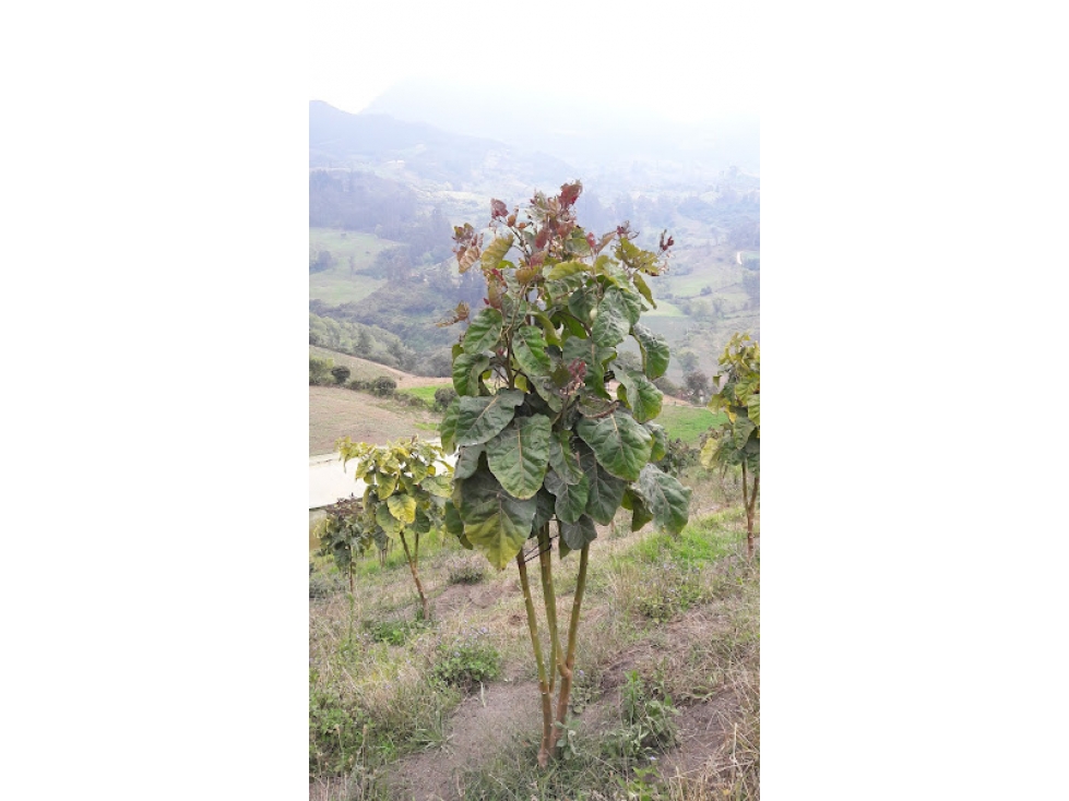 VENDO LOTE TOCANCIPA SOBRE LA VARIANTE 15978m2 - 2