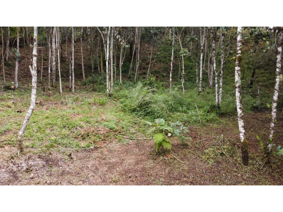 Hermoso lote en Santa Elena con escritura 100% — foto 4