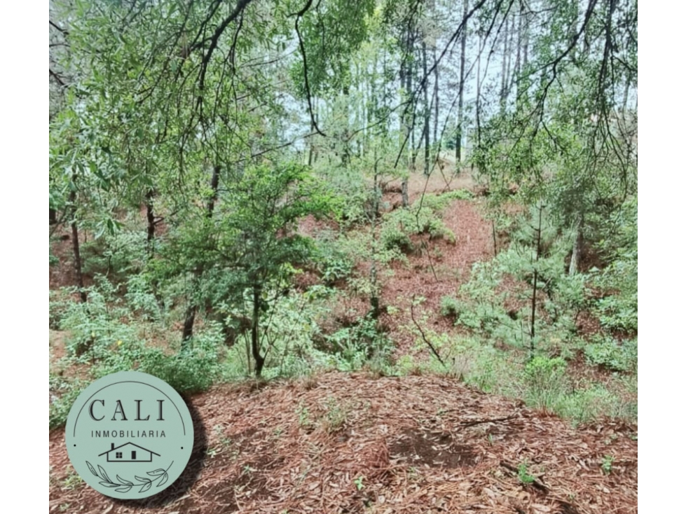 Lotes en VENTA Huasca de Ocampo Hidalgo - 3