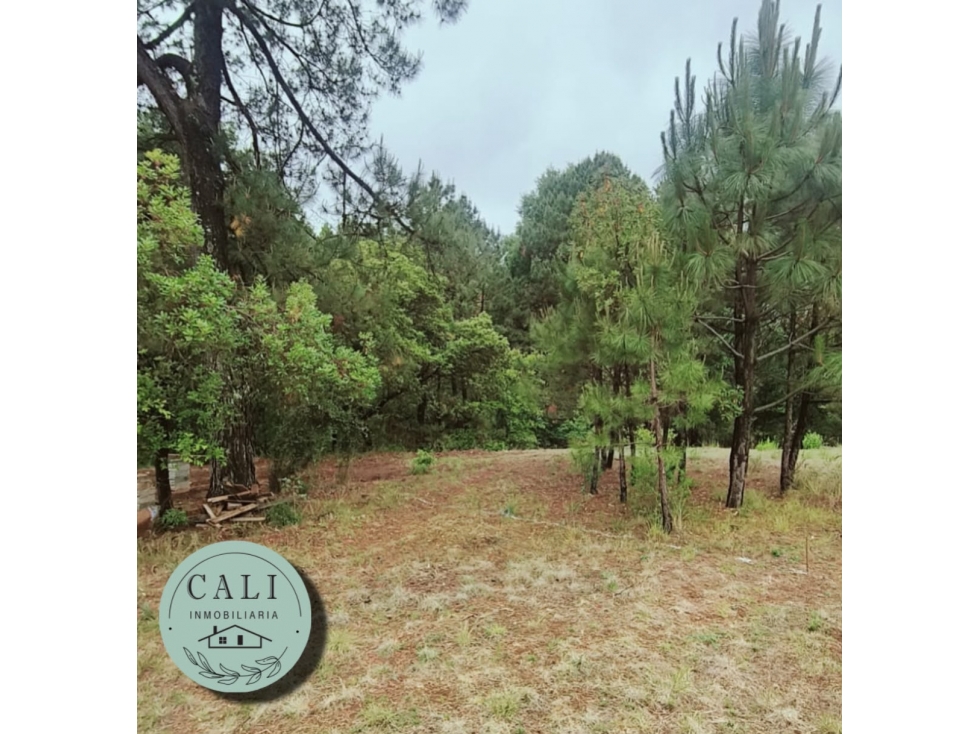 Lotes en VENTA Huasca de Ocampo Hidalgo - 4