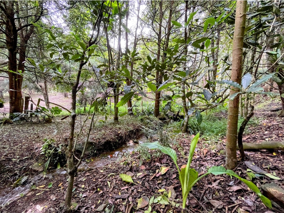 Lote Idependiente Vía Las Palmas / Medellín. Con quebrada cristalina. — foto 5