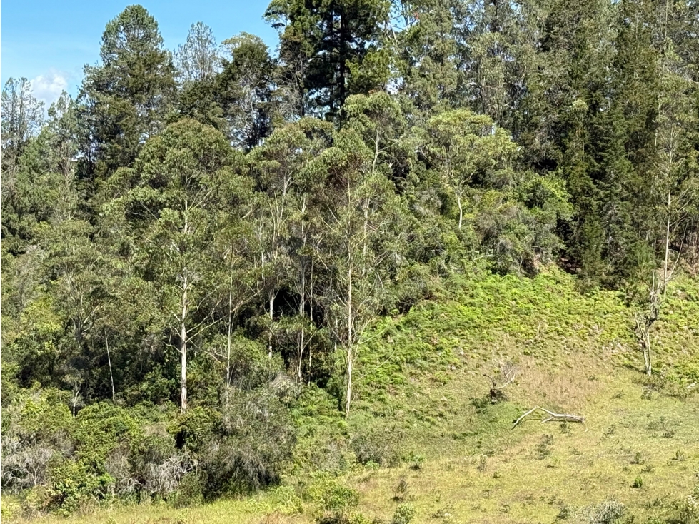 VENTA DE LOTE EN ORGANIC, RIONEGRO, VEREDA MAMPUESTO — foto 5