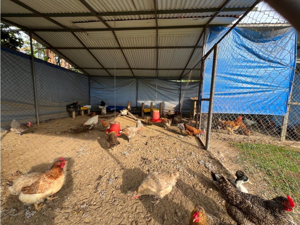 FINCA PRODUCTORA — foto 6