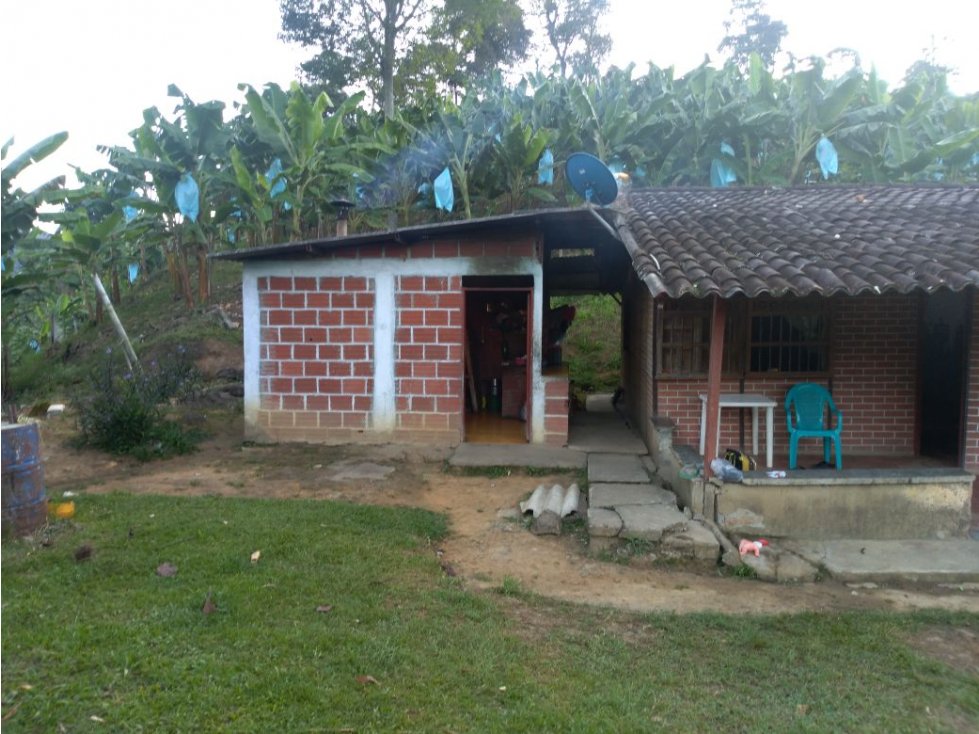 En VENTA finca cultivada en platano en Pijao Q - 2