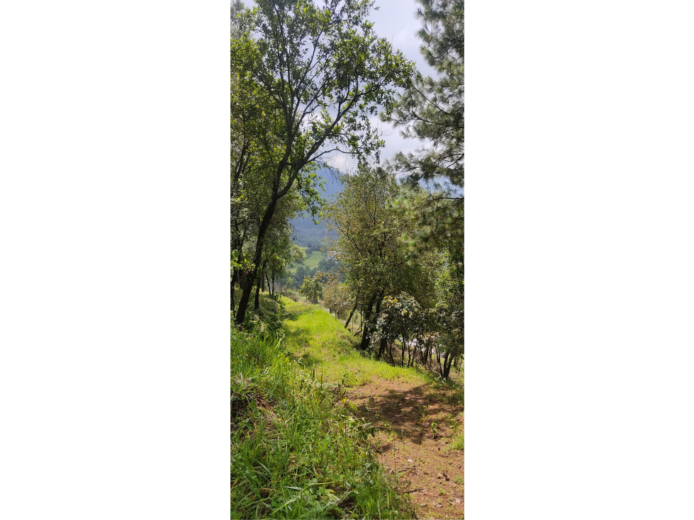 TERRENO EN VENTA EN LOS SAUCOS P — foto 3