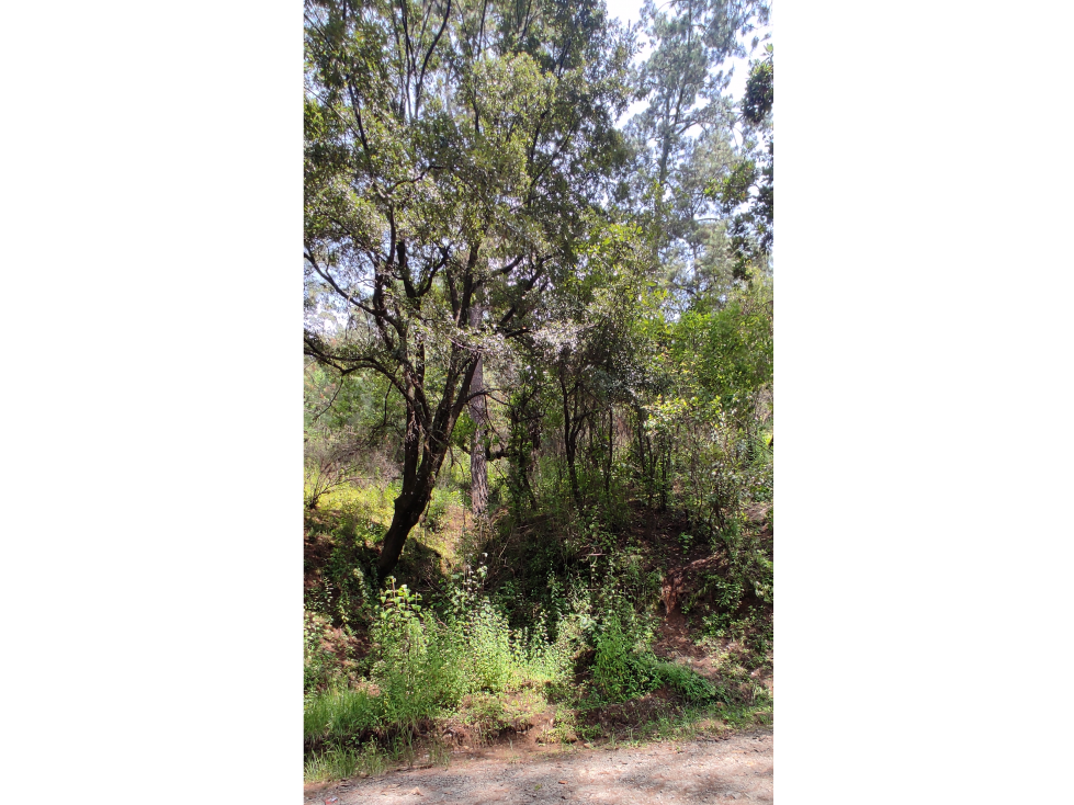 TERRENO EN VENTA EN LOS SAUCOS P — foto 6