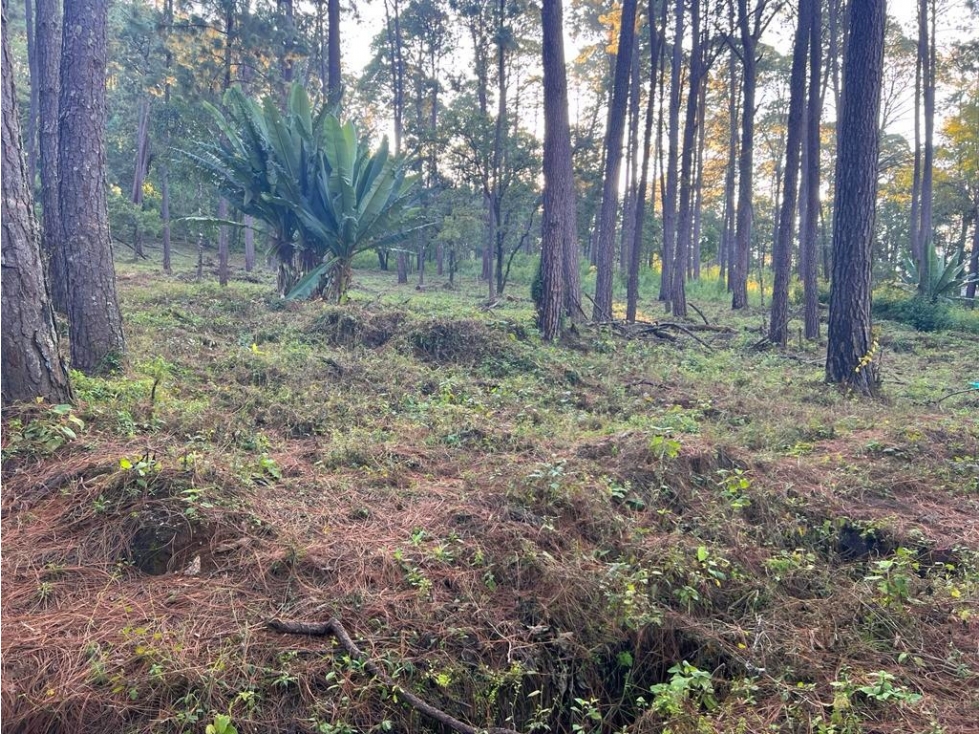 TERRENO EN VENTA EN CERRO GORDO P — foto 2
