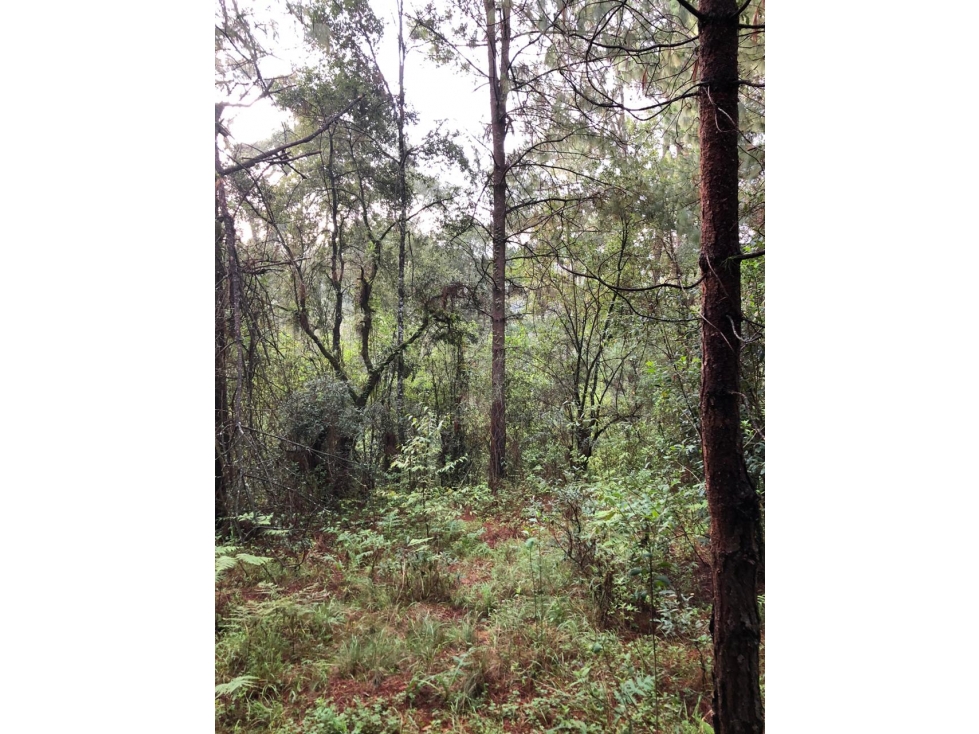 Terreno en Los Saúcos Valle de Bravo C — foto 3