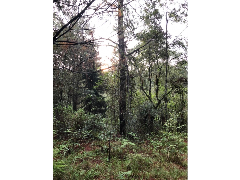 Terreno en Los Saúcos Valle de Bravo C — foto 2