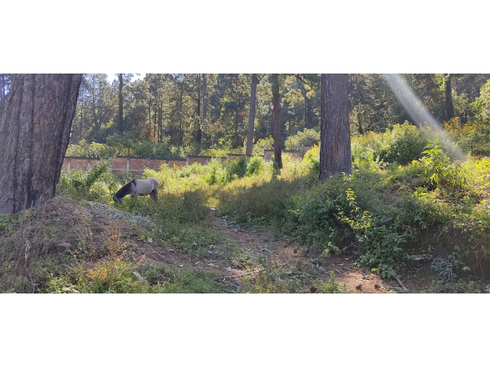 TERRENO EN VENTA EN CERRO GORDO P — foto 4
