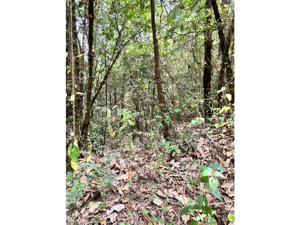TERRENO EN VENTA EN VALLE DE BRAVO (ZONA LOS ALAMOS) P - 4