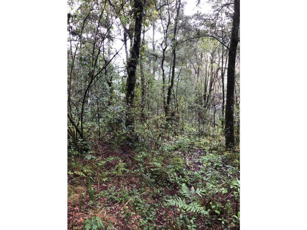 Terreno en Los Saúcos Valle de Bravo C — foto 4