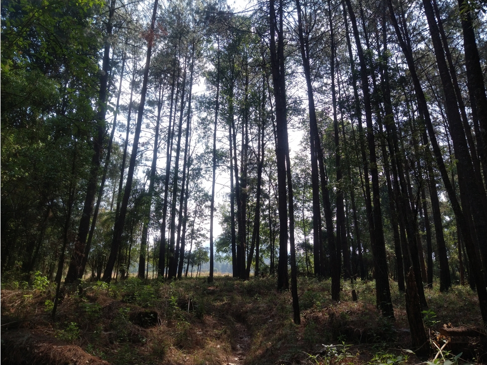 Rancho en Venta ubicado en el Trompillo Valle de Bravo C - 6