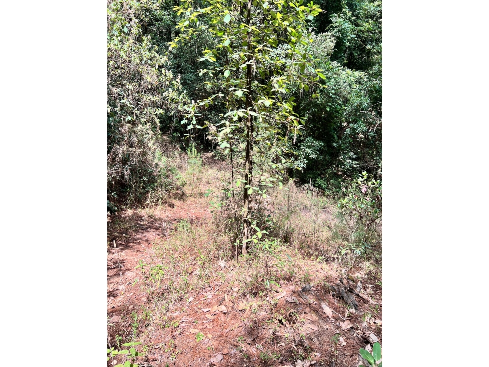 TERRENO EN VENTA EN VALLE DE BRAVO (ZONA LOS ALAMOS) P - 5