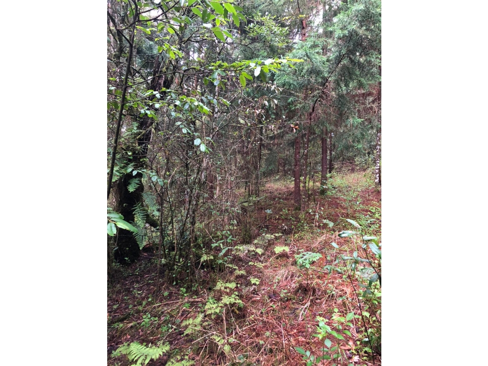 Terreno en Los Saúcos Valle de Bravo C — foto 6